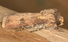 Agrotis longidentifer