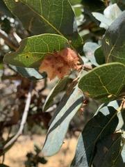 Andricus crystallinus