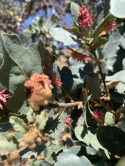 Andricus crystallinus