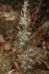 Rytidosperma fulvum
