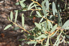 Neosaropogon