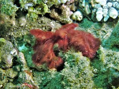 Achaeus japonicus