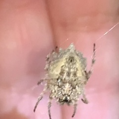 Acanthepeira stellata
