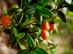 Alyxia ruscifolia