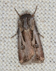 Agrotis spinifera