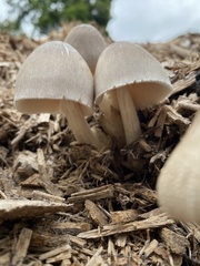 Volvariella volvacea