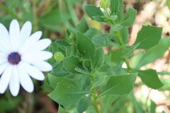 Dimorphotheca ecklonis