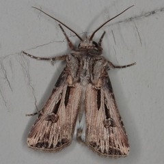 Agrotis spinifera