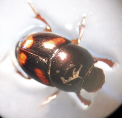 Caccobius schreberi