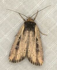 Axylia annularis