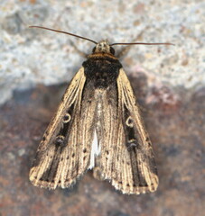 Axylia annularis