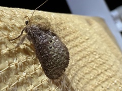 Doratifera quadriguttata