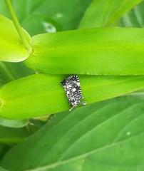 Elasmoscelis perforata