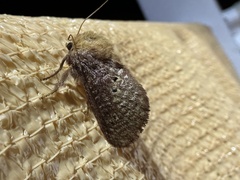 Doratifera quadriguttata