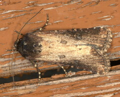Micragrotis puncticostata