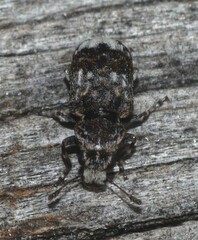Anthribidae