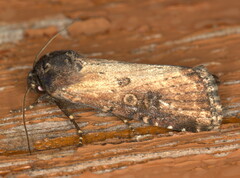 Micragrotis puncticostata