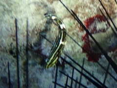 Halichoeres marginatus