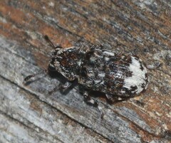 Anthribidae