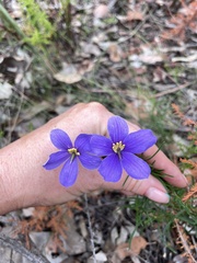 Cheiranthera linearis