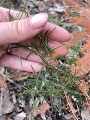 Cheiranthera linearis