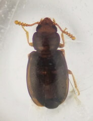 Myrmechixenus