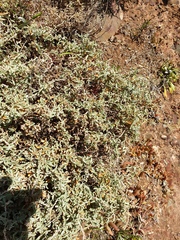 Atriplex paludosa