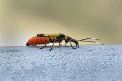 Chauliognathus imperialis