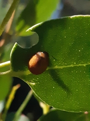 Dicranosterna semipunctata