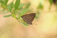 Paralucia pyrodiscus lucida