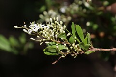 Bursaria spinosa spinosa