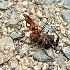 Sphictostethus nitidus