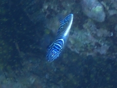 Pomacanthus imperator