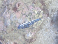 Pomacanthus imperator