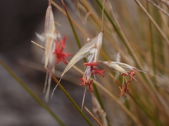 Rytidosperma setifolium