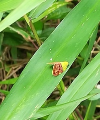 Ricanula