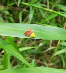 Ricanula