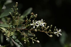 Bursaria spinosa spinosa