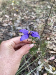 Cheiranthera linearis