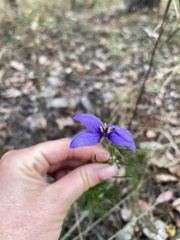 Cheiranthera linearis