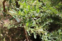 Bursaria spinosa spinosa