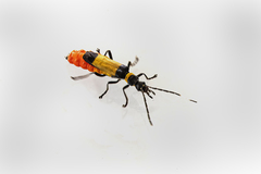 Chauliognathus imperialis