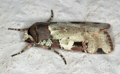 Mentaxya ignicollis