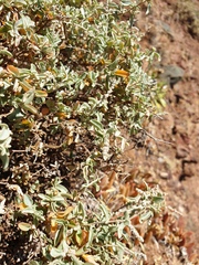 Atriplex paludosa