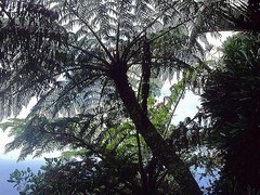 Cyathea howeana