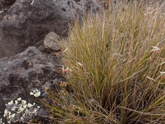 Rytidosperma setifolium