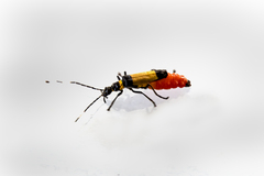 Chauliognathus imperialis