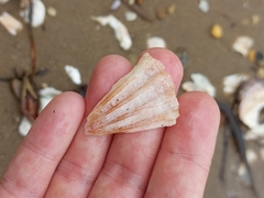 Pecten fumatus