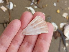 Pecten fumatus