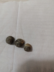 Littorina brevicula